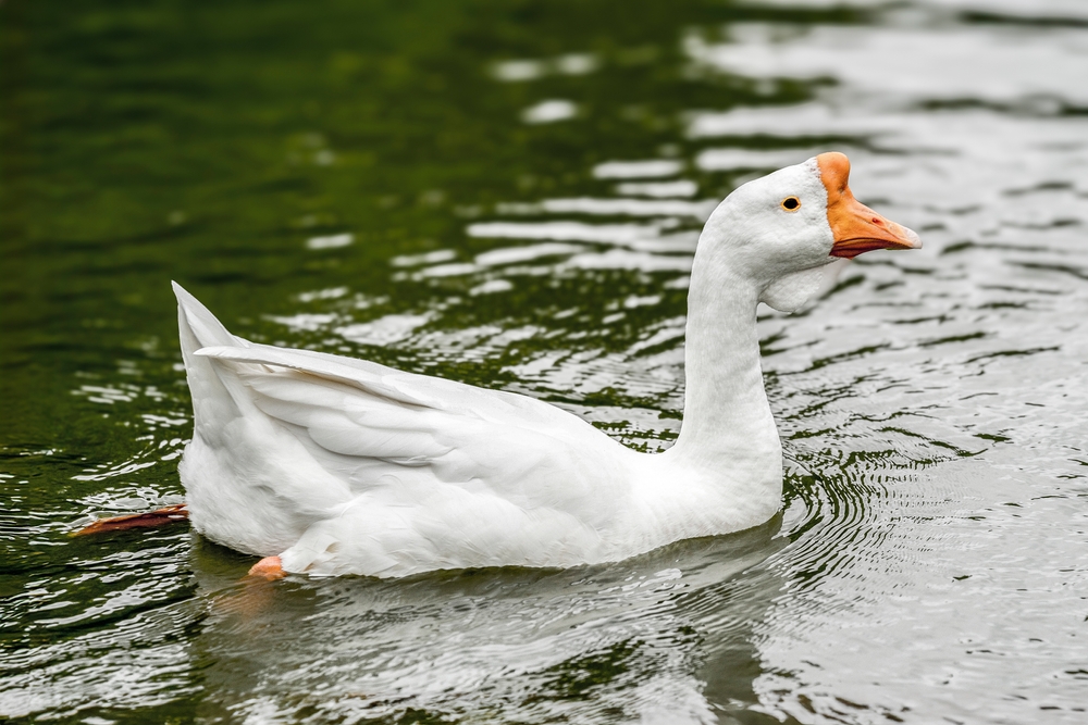 Snow Goose