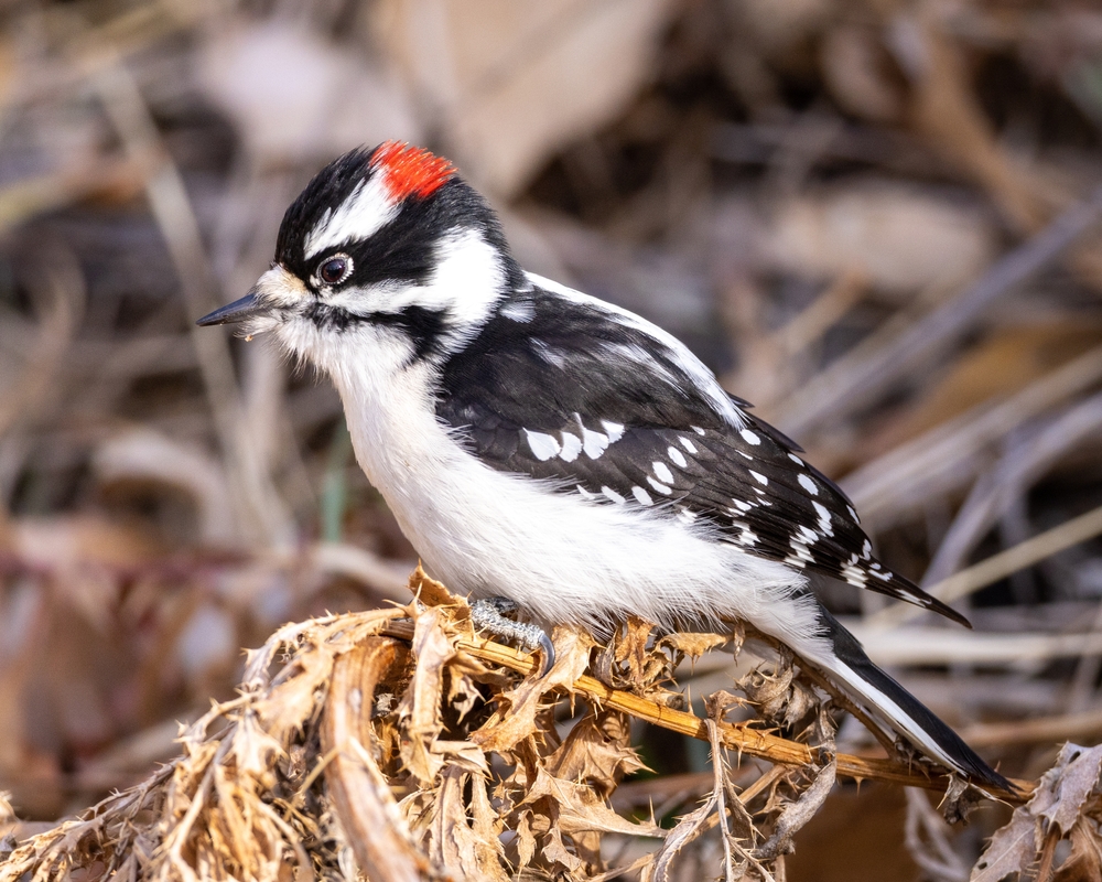 Hairy Woodpecker