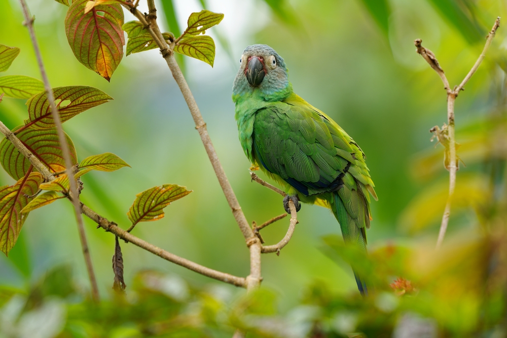 Budgerigar Parakeet