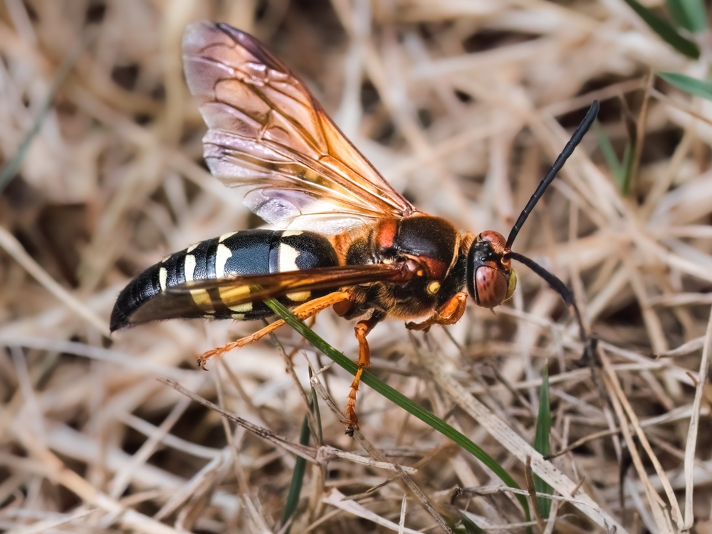 Mud Dauber