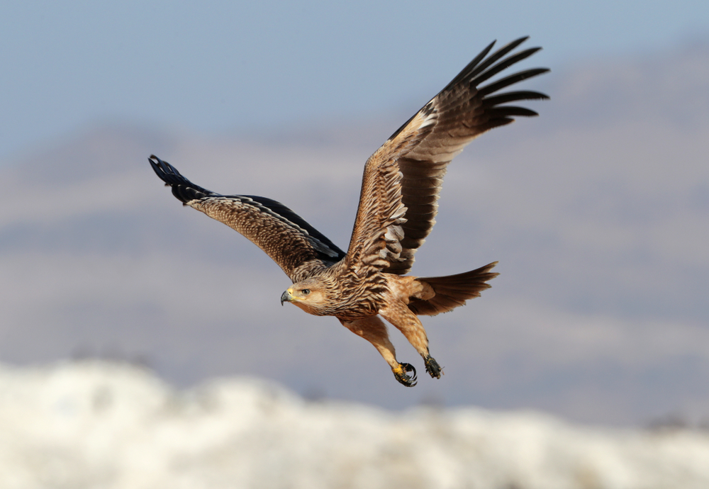 Greater Spotted Eagle