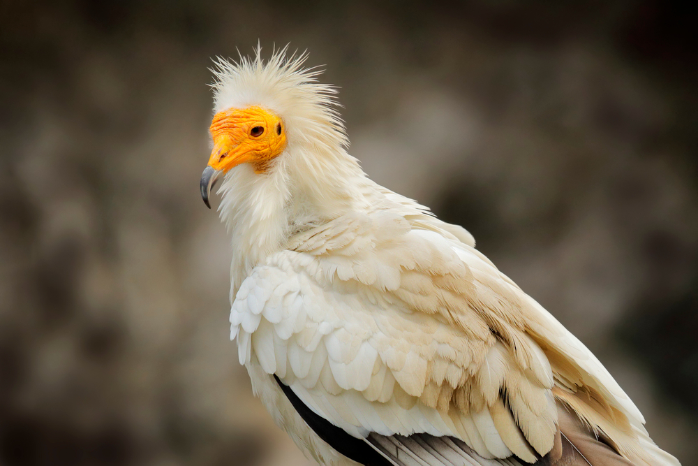 Lappat-Faced Vulture