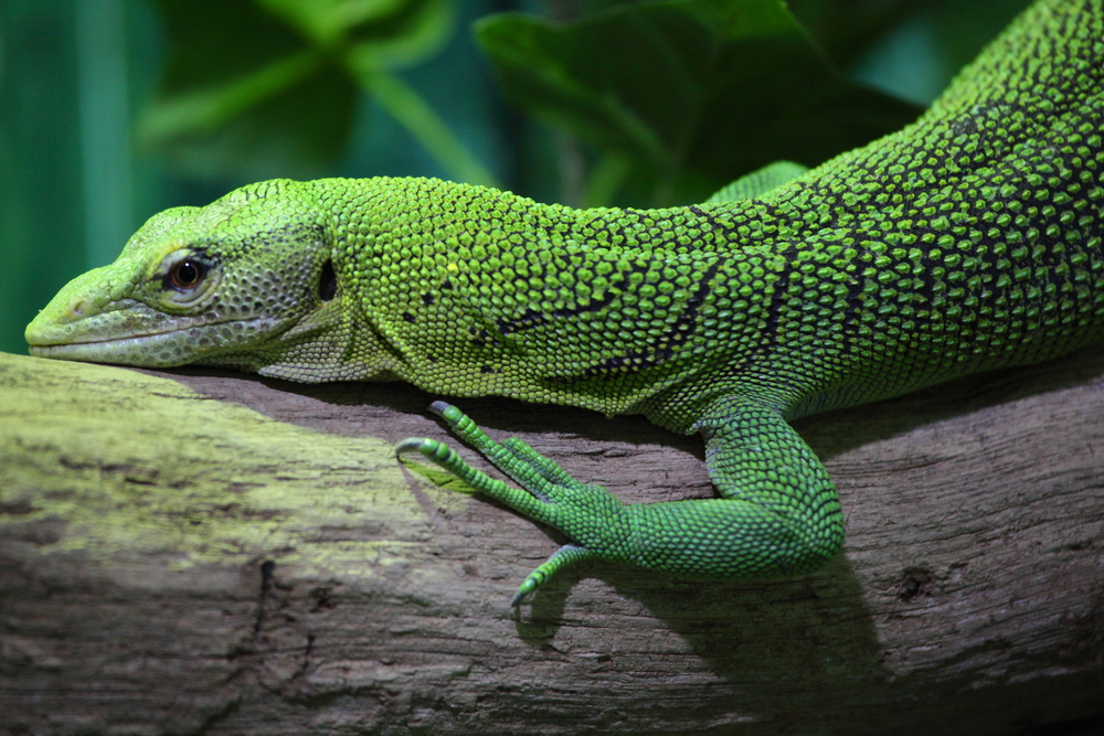 Frill-Necked Lizard