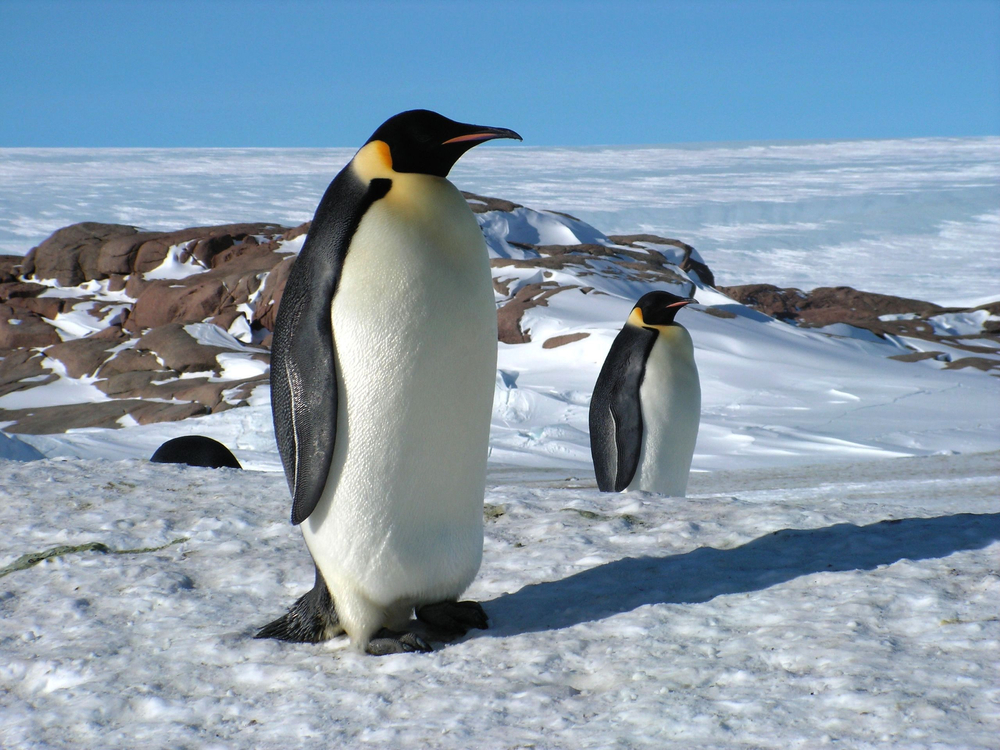 King Penguin