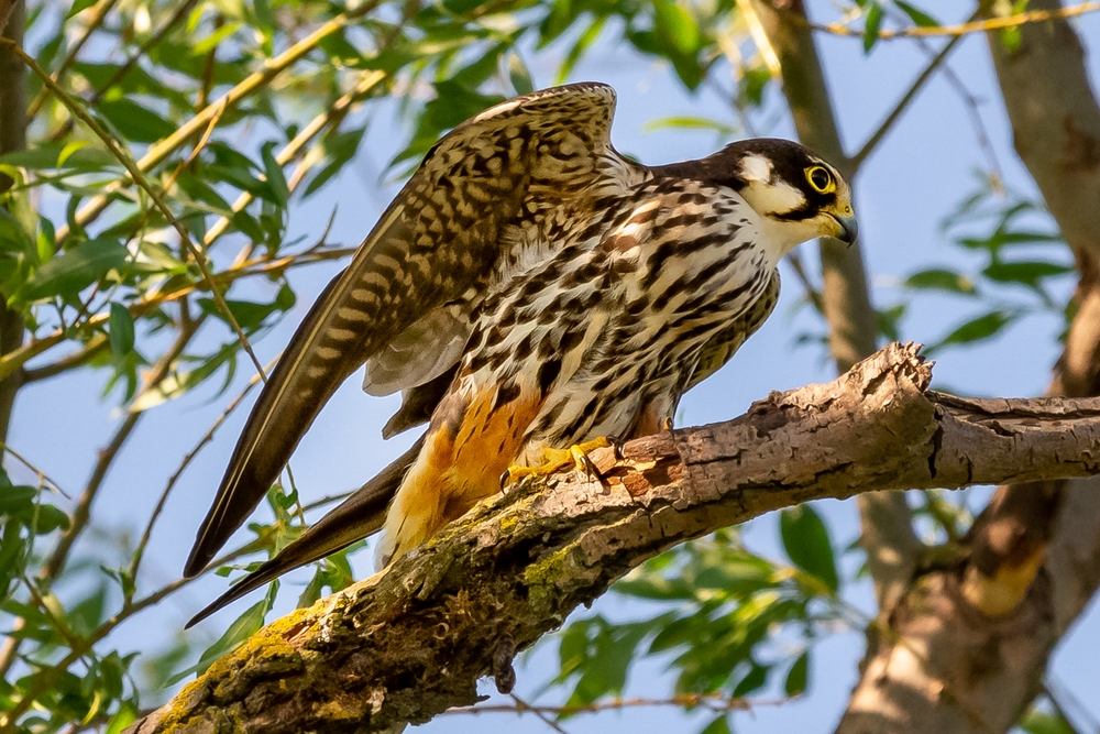 Gyrfalcon