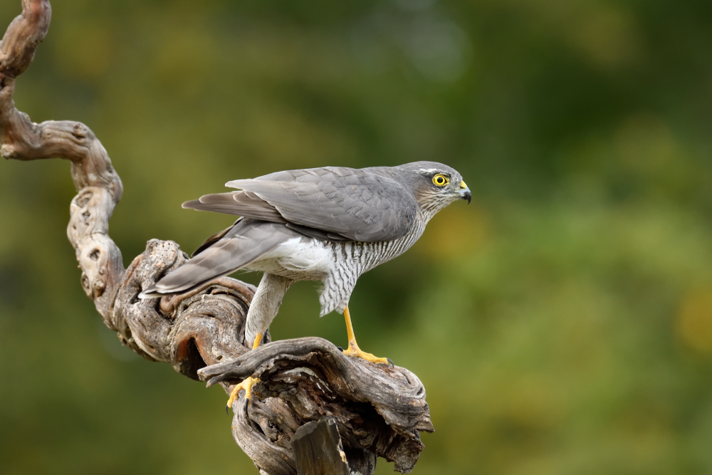 Japanese Sparrowhawk