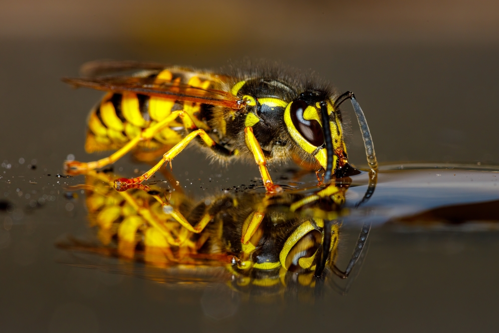 Mud Dauber