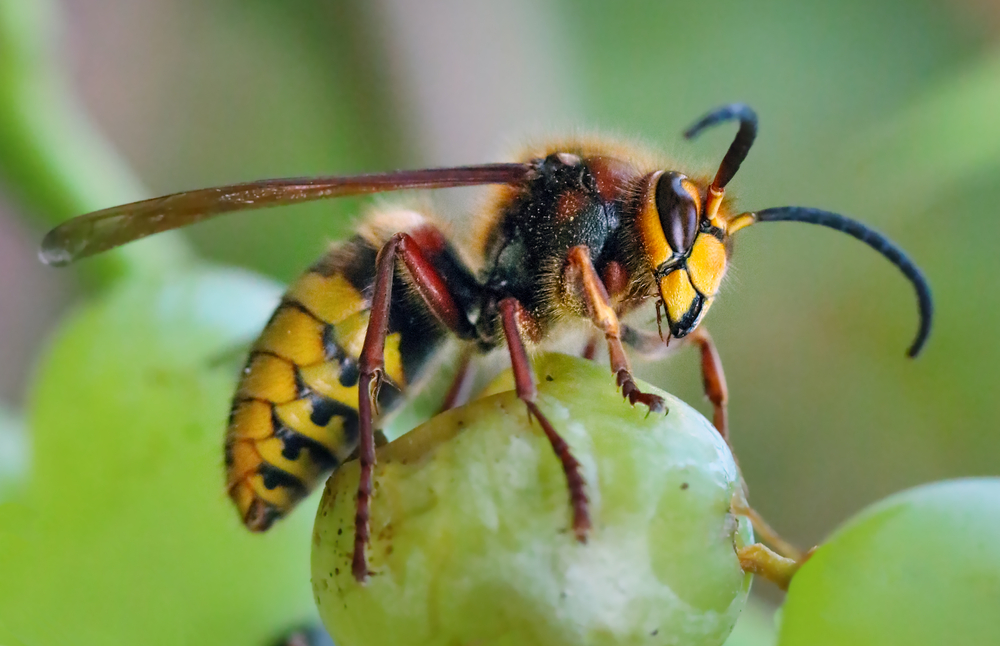Mud Dauber