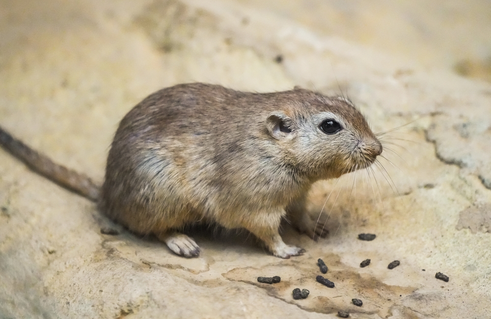 Mongolian Gerbil