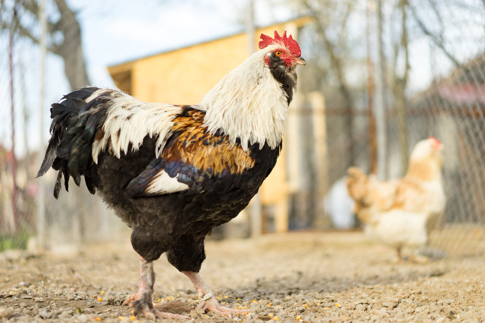 Plymouth Rock chicken