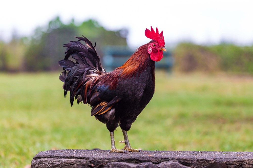 Plymouth Rock chicken