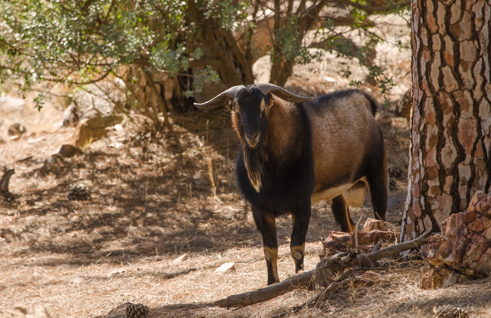 Nubian Ibex