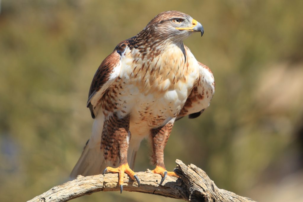 Northern Goshawk