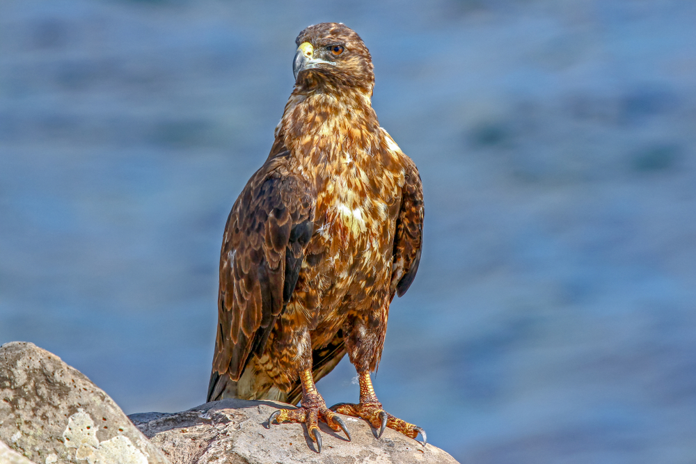 Red-backed Hawk