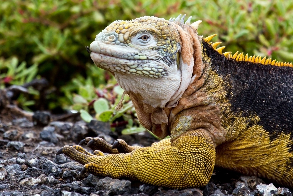 Green Iguana