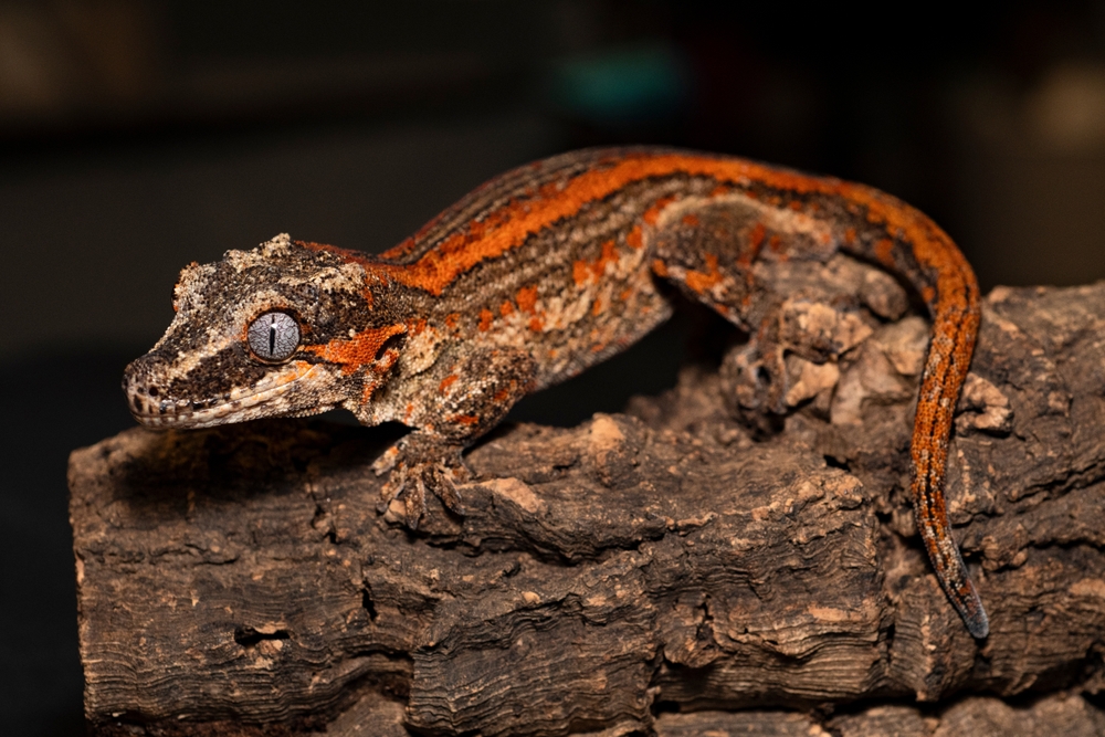 Basilisk Lizard