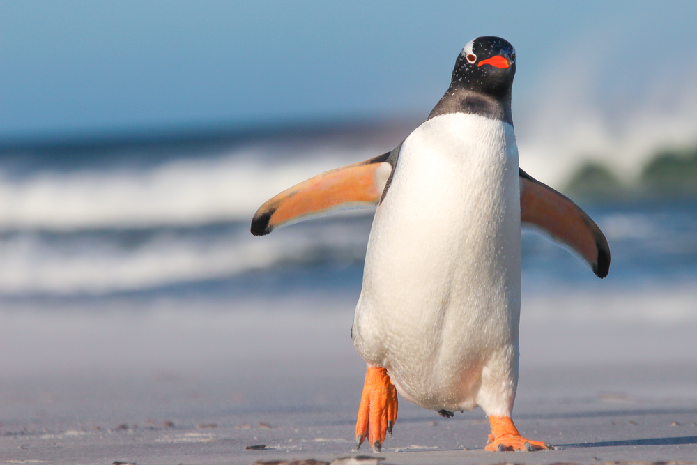 King Penguin