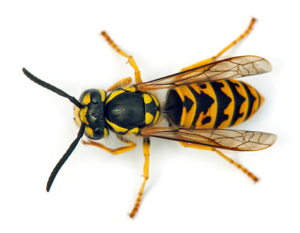 Mud Dauber