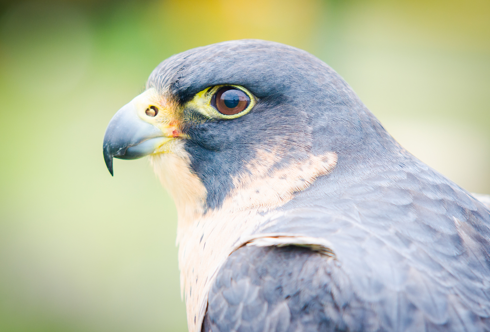 Northern Goshawk
