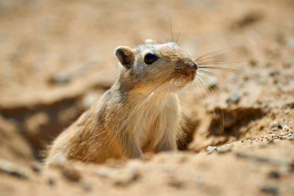 Mongolian Gerbil