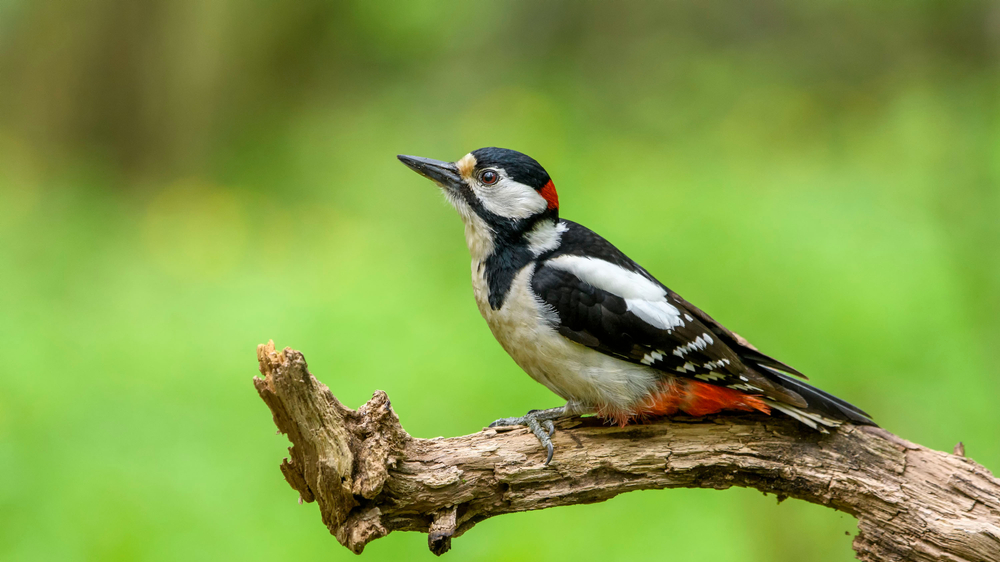 Woodpeckers Animal Kingdom
