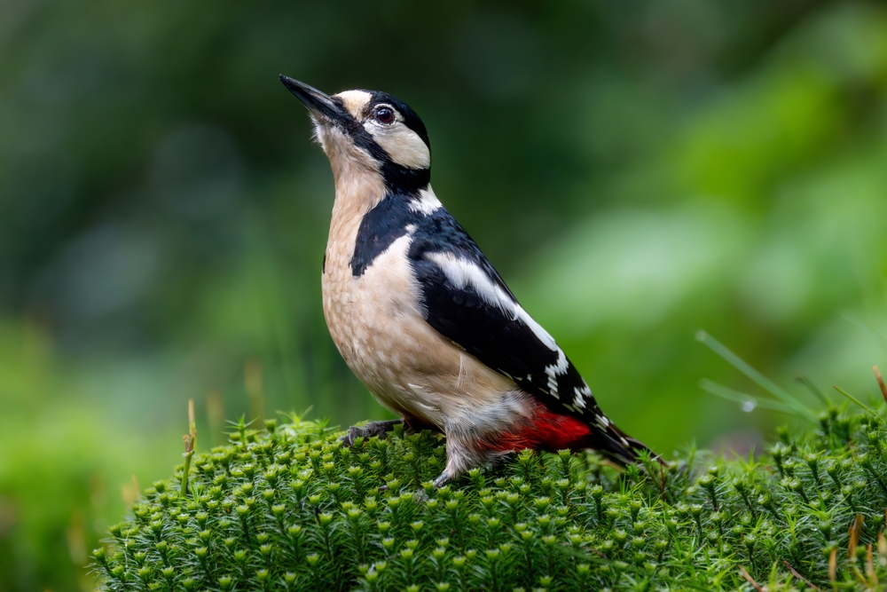 Hairy Woodpecker