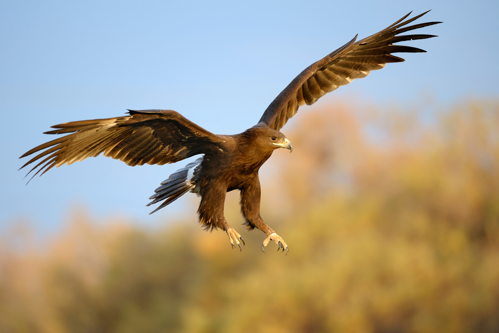 Lesser Spotted Eagle