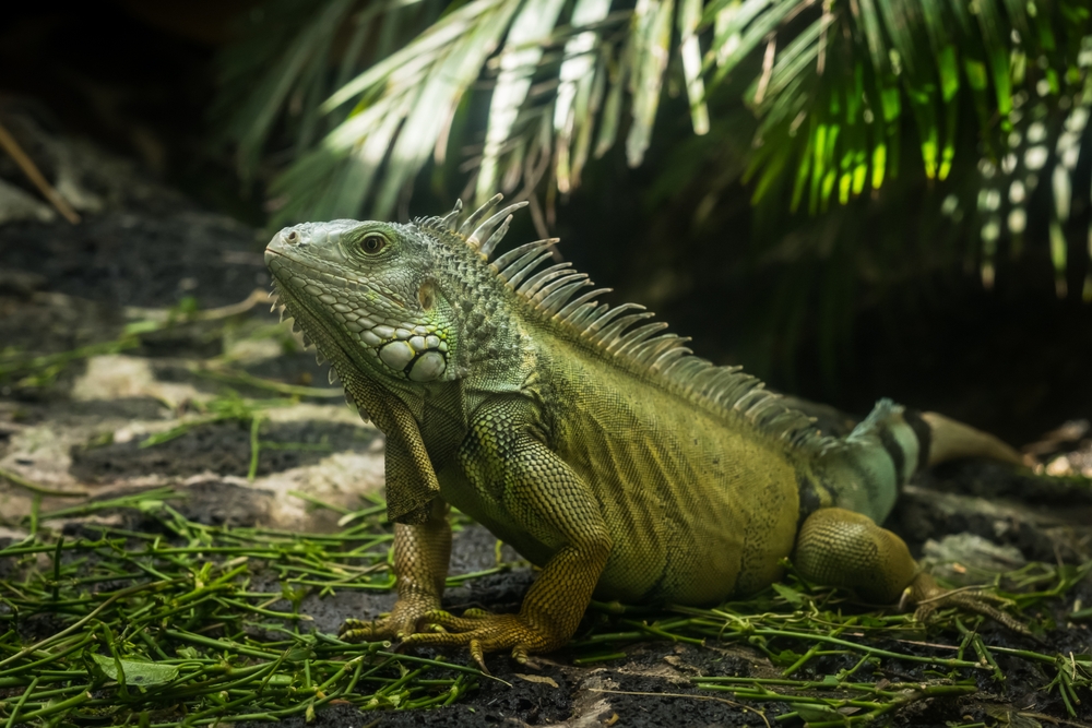 Bearded Dragon
