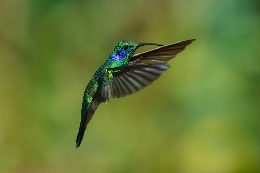 Magnificent Hummingbird