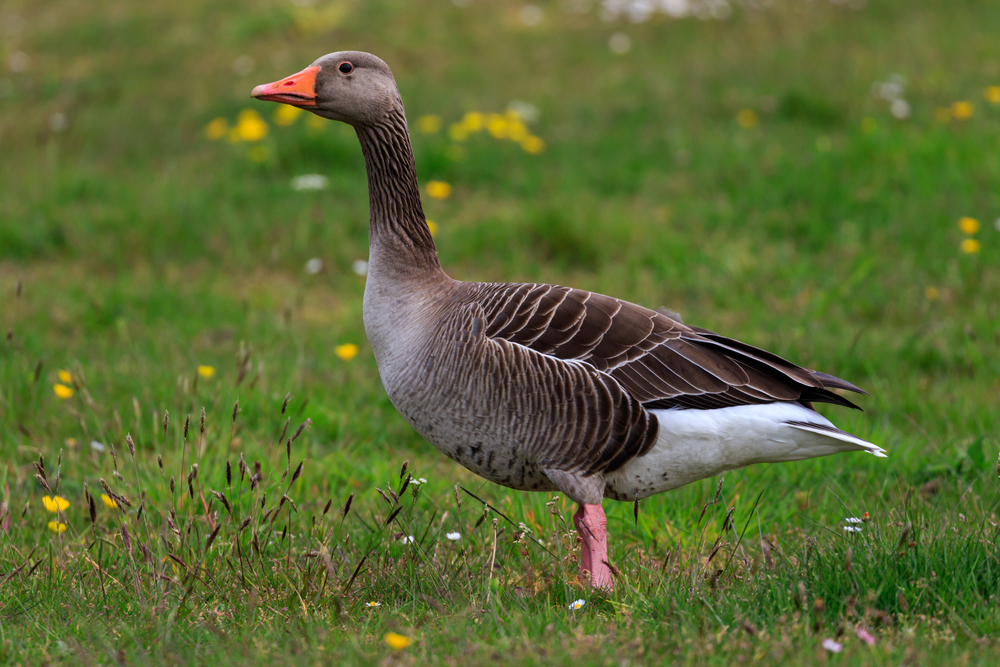 Snow Goose