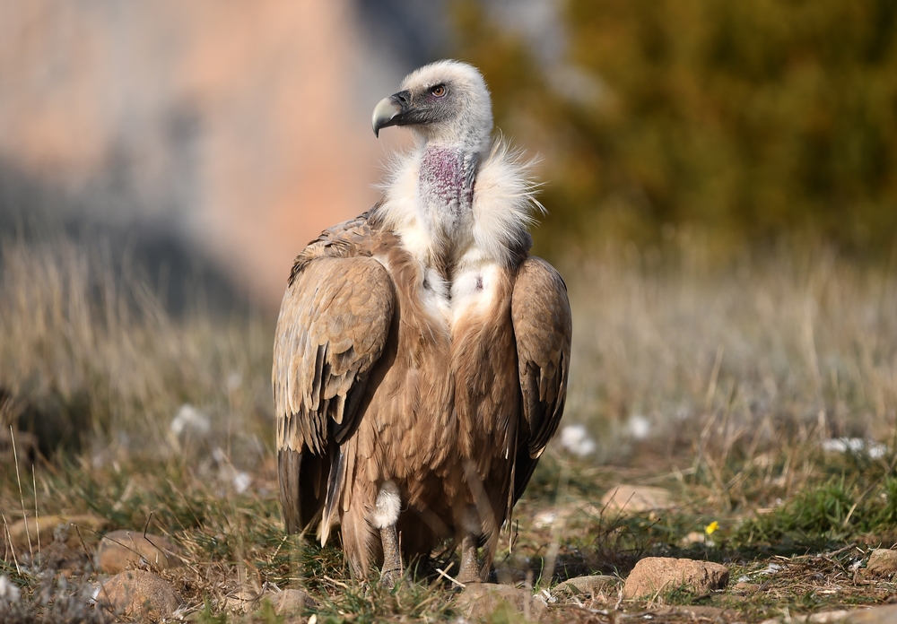Lappat-Faced Vulture