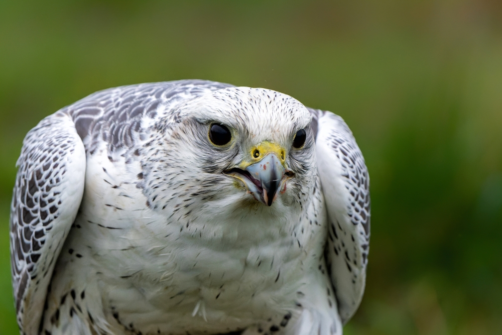 Red-necked Falcon