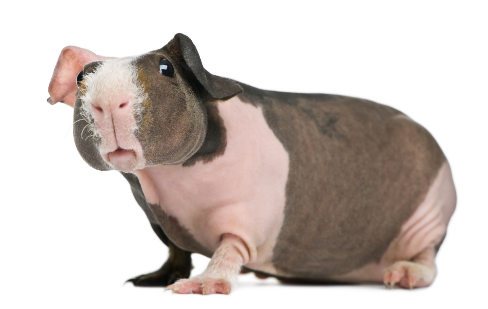 Black Skinny Guinea Pig
