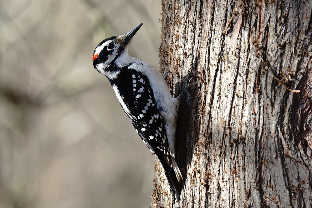 Lewis's Woodpecker