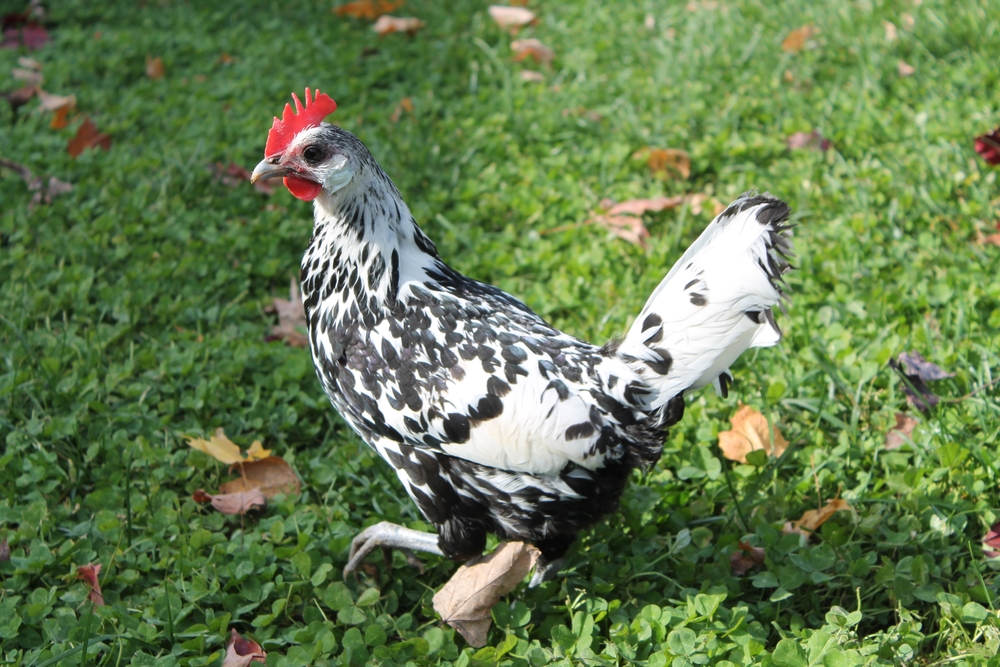 Plymouth Rock chicken