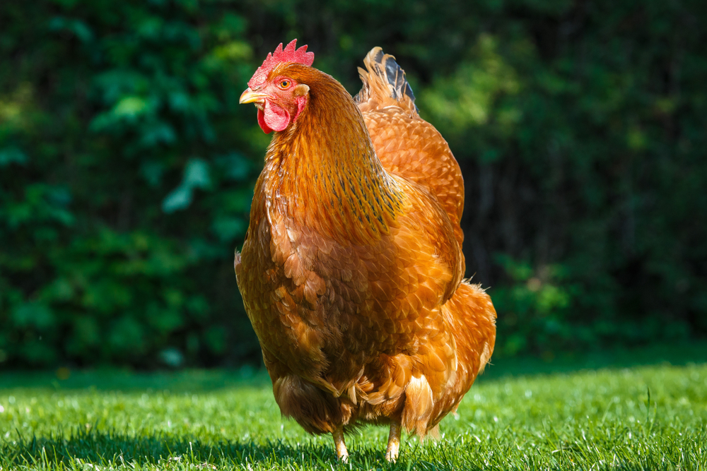 Plymouth Rock chicken