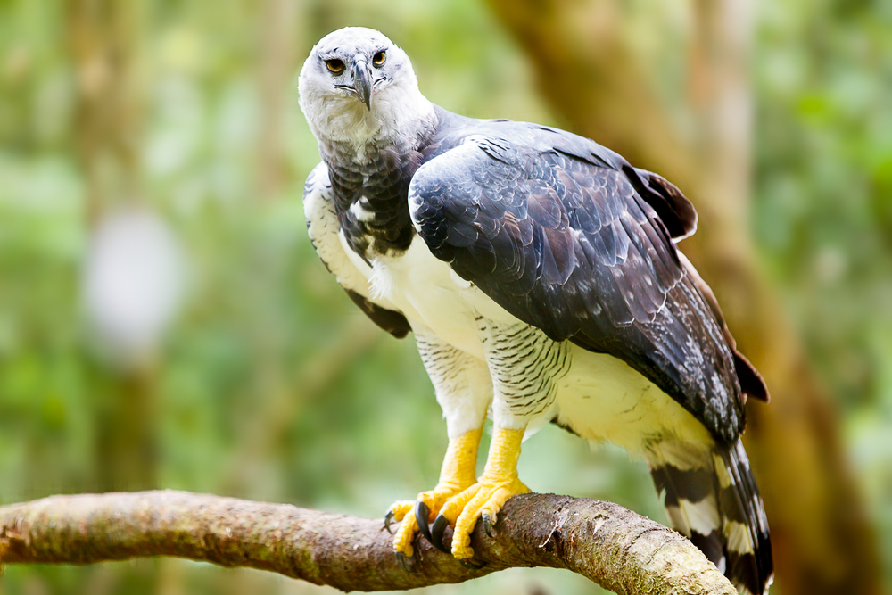 Martial Eagle