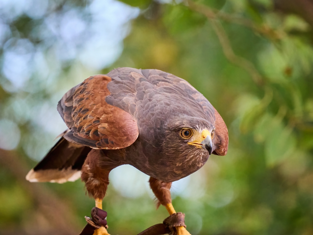Northern Goshawk