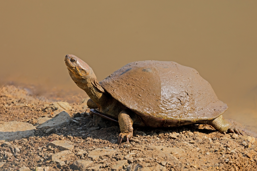 Snake-Necked Turtle