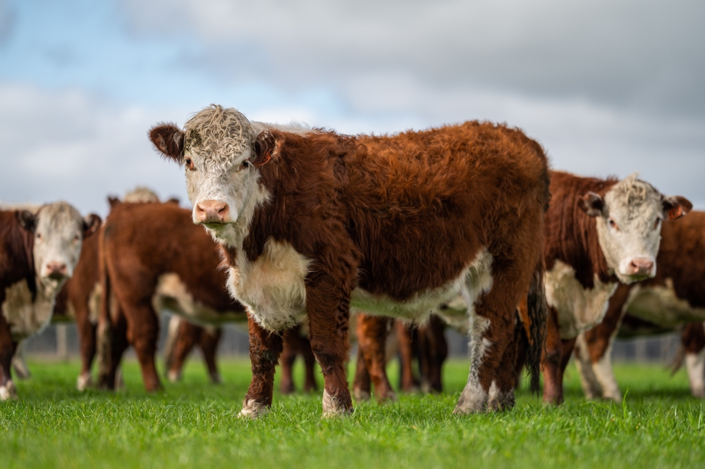 Jersey Cow