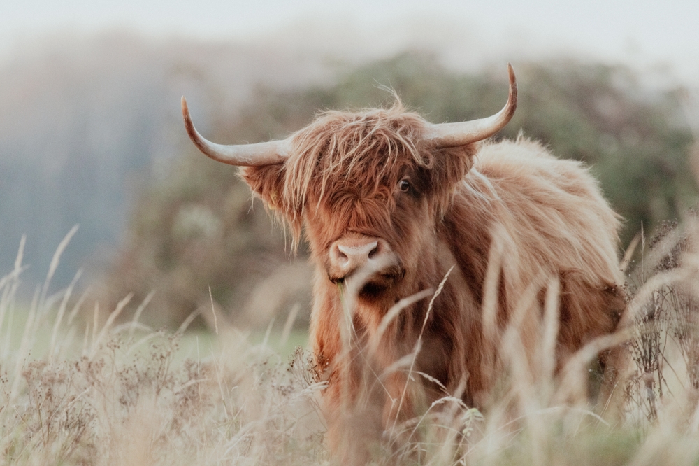 Jersey Cow