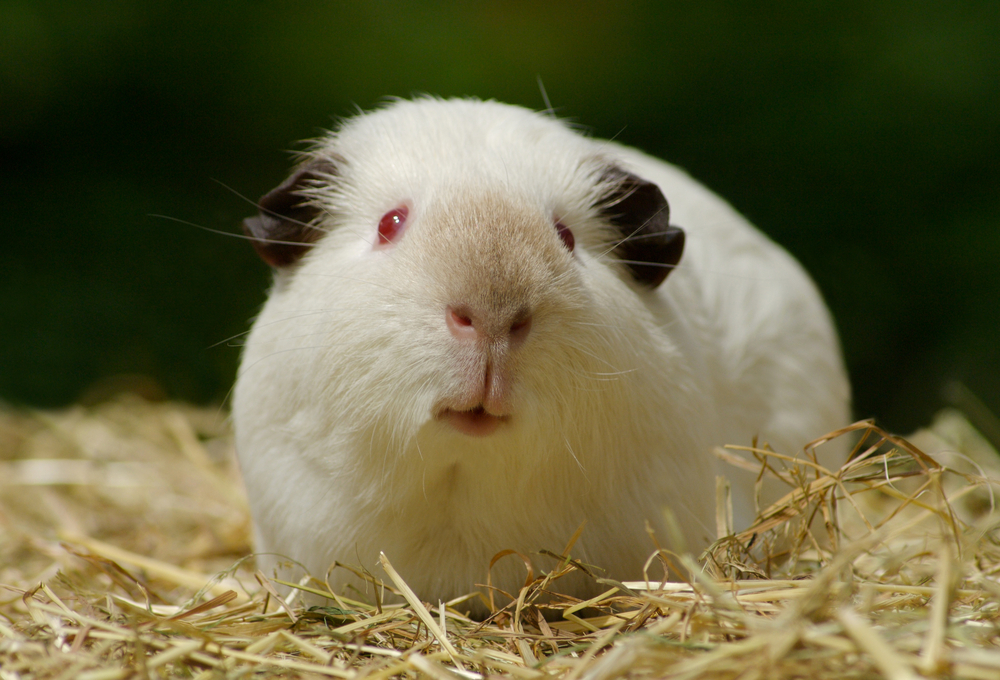 Black Skinny Guinea Pig