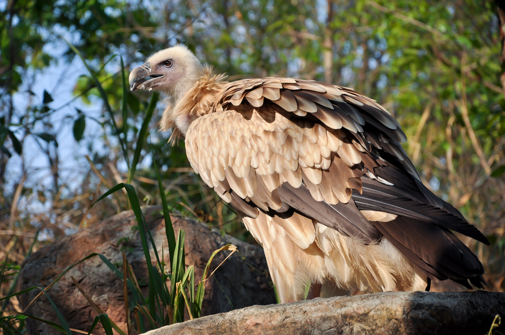 Lappat-Faced Vulture