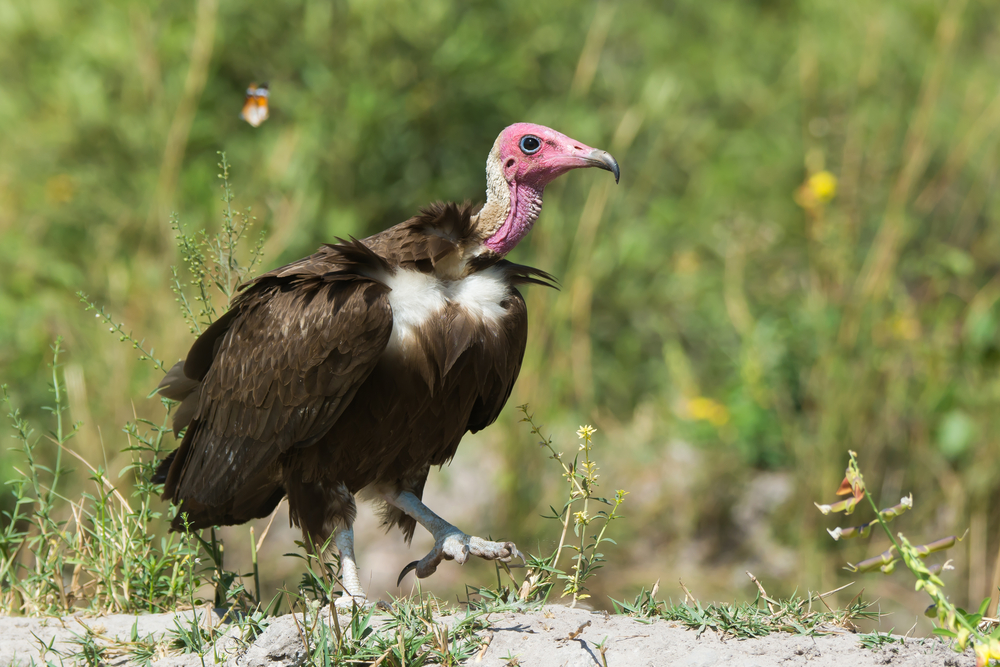Lappat-Faced Vulture