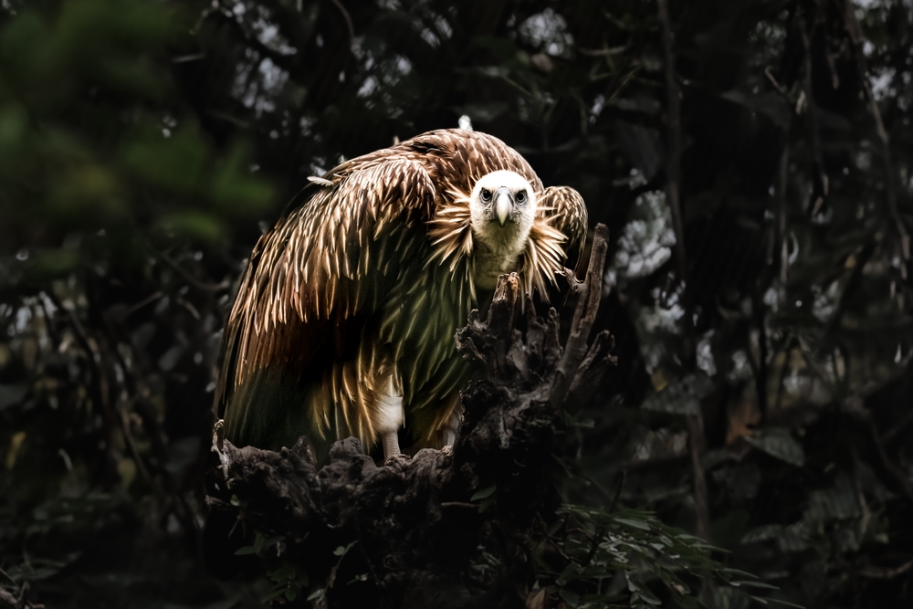 Lappat-Faced Vulture
