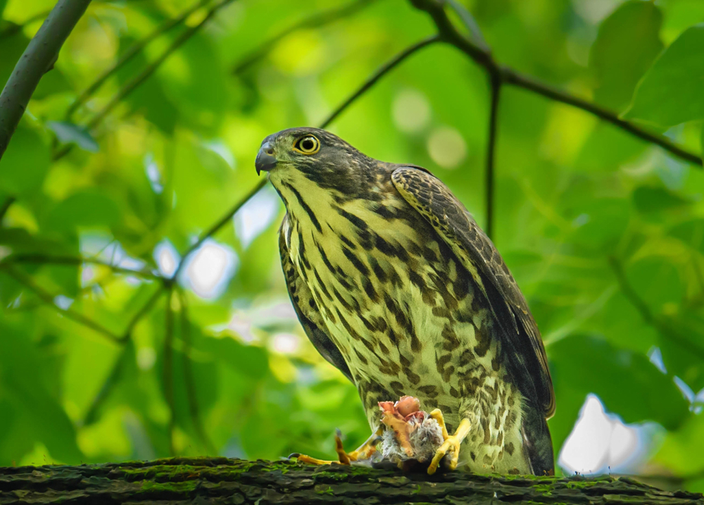 Galapagos Hawk