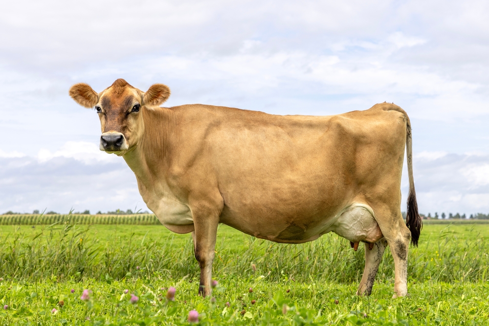 Simmental