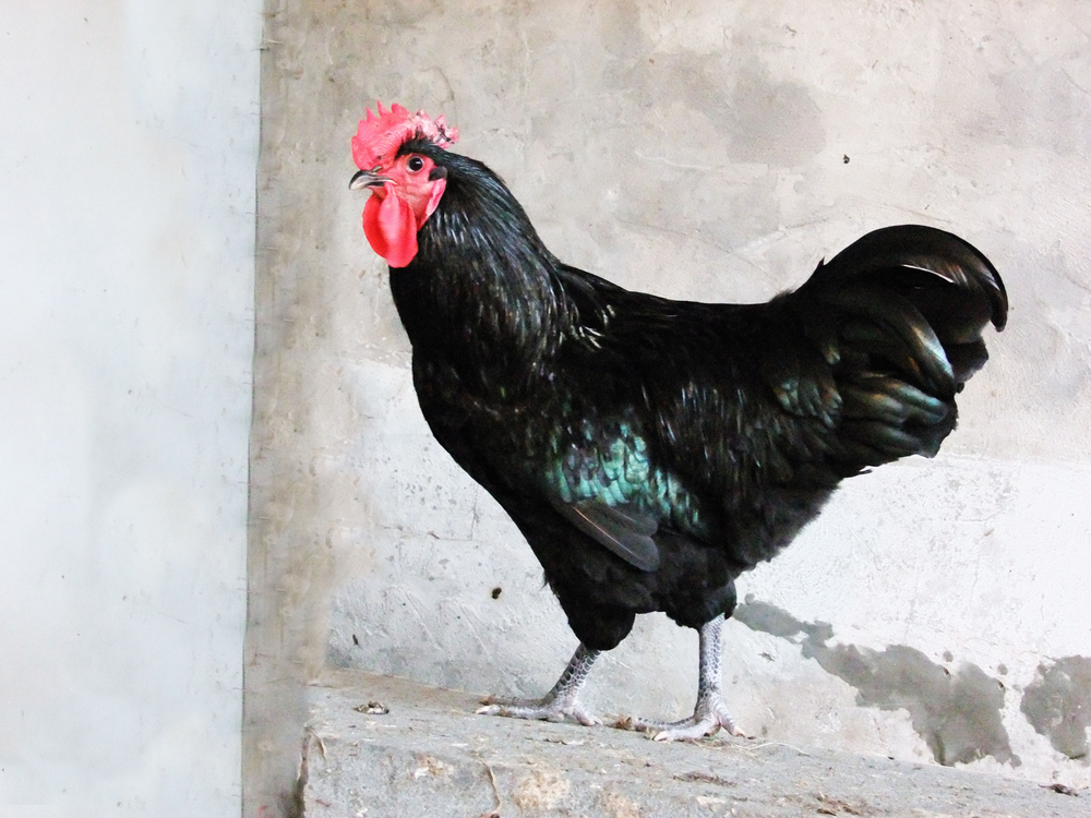Plymouth Rock chicken