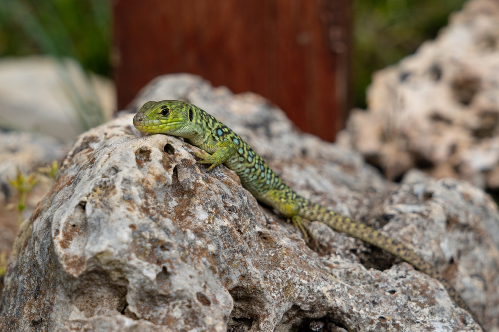 Leopard Gecko