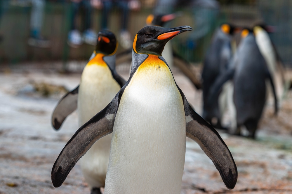 Chinstrap Penguin